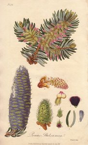 Balsam-Tanne (Abies balsamea) - Illustration aus „Medical Botanical, Description of the Medicinal Plants of London, Edinburgh and Dublin“ von John Stephenson und James Morss Churchill von Unbekannter Künstler