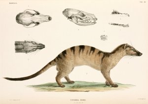 Bänderpalmenzibetkatze, Indonesien