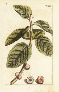 Banyan-Feigenzweig mit Früchten, Ficus benghalensis