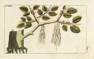 Banyan-Feigenbaum mit Luftwurzeln, Ficus benghalensis von Unbekannter Künstler