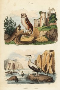 Schleiereule, Tyto alba, und Eiderente, Somateria mollissima von Unbekannt