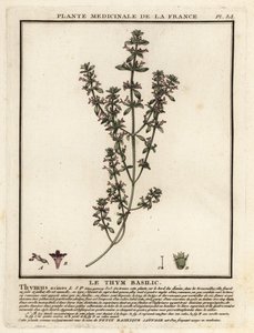 Basilikum-Thymian, Clinopodium acinos