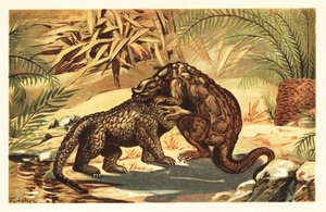 Kampf zwischen einem Megalosaurus bucklandii und Iguanodon bernissar. 1908 (Lithografie)