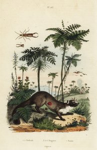 Steinmarder, Martes foina 7, Ohrwurm, Forficula auricularia 1,2, und verschiedene Farnarten, Filices species 3-6