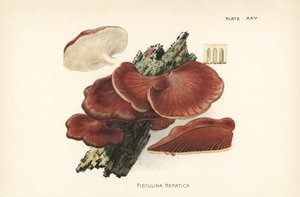 Leberreischling, Fistulina hepatica. Chromolithographie nach einer botanischen Illustration von William Hamilton Gibson aus seinem Buch Our Edible Toadstools and Mushrooms von Unbekannter Künstler