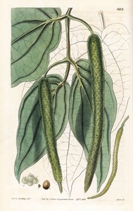 Betel - Betelpfeffer, Piper betle. Handkolorierter Kupferstich von Swan nach einer Illustration von Rev. L. Goulding aus Samuel Curtis