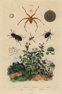 Großäugiger Käfer, Notiophilus biguttatus, Rückenschwimmer, Nononecta-Arten, Nummulitenfossil, Schwarzkäfer, Nyctelia-Arten, Fledermausfliege, Nycteribia-Arten