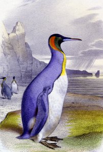 Großer Pinguin, ca. 1850 (Lithographie) von Unbekannter Künstler