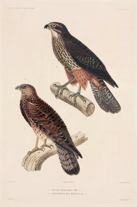Raubvögel