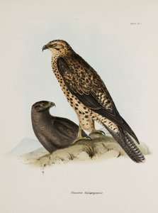 Raubvögel, Galapagos-Inseln, ca. 1832-1836