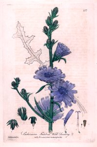 Bittere Chicorée (Cichorium intybus) Botanische Tafel aus „British Phaenogamous Botany“ von William Baxter und Charles Mathews 1841 von Unbekannter Künstler