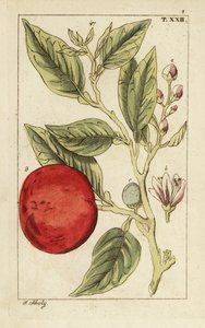 Bitterorange oder Sevilla-Orange, Citrus x aurantium von Unbekannter Künstler