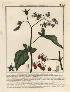 Bittersüßer Nachtschatten, Solanum dulcamara