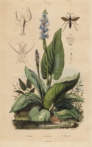 Schwarzgebänderte Spinnenwespe, Anoplius viaticus 1, Hechtkraut, Pontederia cordata 2 und Wächtergarnele, Anchistus custos 3