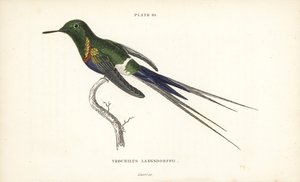 Schwarzbauch-Dornschwanz, Discosura langsdorffi (Langsdorffs Kolibri, Trochilus langsdorffii). Handkolorierter Stahlstich von William Lizars aus Sir William Jardines Naturalist
