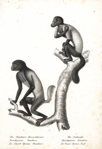 Schwarzgesichtiger Uakari, Cacajao melanocephalus ouakary (Brachyurus ouakari) und Braunrückiger Bartaffe, Chiropotes israelita (Brachyurus israelita). Lithographie von Karl Joseph Brodtmann aus Heinrich Rudolf Schinz