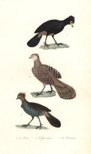 Schwarzer Hokko, Grauer Pfaufasan und Chachalaca von Unbekannter Künstler