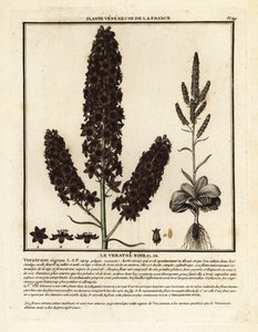Schwarze Nieswurz, Veratrum nigrum von Unbekannter Künstler