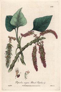 Schwarz- oder Pappel, Liard oder Piboule (Populus nigra) - Botanische Tafel von Isaac Russell, graviert von Charles Matthews, aus English Botanical Phenomenes von William Baxter (1788-1871)