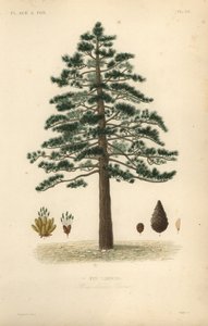 Schwarzkiefer, Pinus nigra subsp.