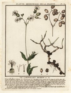 Gewöhnliches Leimkraut, Silene vulgaris