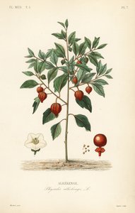 Blasenkirsche oder Chinesische Laterne, Physalis alkekengi von Unbekannt