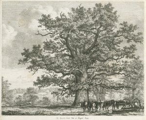 Blithfield - Squitch-bank Eiche (1824)