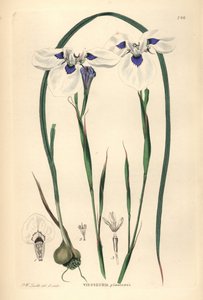 Blauäugiger Uintjie oder Blouooguintjie, Moraea aristata (Ocellate viesseuxia, Vieusseuxia glaucopis). Handkolorierter Kupferstich gezeichnet und graviert von Frederick W. Smith aus John Lindley und Robert Sweet