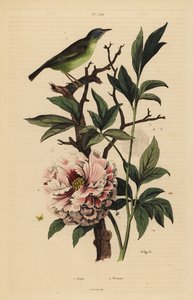 Blauköpfiger Fächerschwanz, Rhipidura cyaniceps 1 und Pfingstrose, Paeonia suffruticosa 2 von Unbekannt