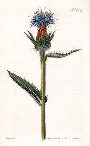 Blaue Cardoncelle - Blaue Distel oder blau blühender Saflor, Carthamus caeruleus. Handkolorierter Kupferstich von Weddell nach einer Illustration von John Curtis aus Samuel Curtis