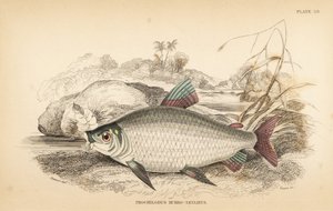 Bocachico oder Koulimata, Prochilodus rubrotaeniatus (Blassrotgestreifter Lachs-Karpfen, Prochilodus rubro-taeniatus). Handkolorierter Stahlstich von W.H. Lizars nach einer Illustration von James Stewart aus Robert Schomburgs Fische von Guiana, Teil von Si von Unbekannter Künstler