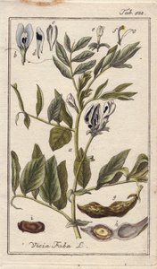 Botanisch: Bohnenpflanze mit Blüten, Blättern und Bohnen in Schoten, Vicia faba. Handkolorierte Kupferstichgravur nach einer Zeichnung von B. Thanner aus Johannes Zorns „Icons plantarum medicinalium“, Deutschland von Unbekannter Künstler