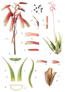 Botanische Tafel/Aloe/Aloe von Unbekannt