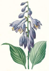 Botanische Illustration/Redouté/Hosta ventricosa