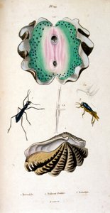Botanische und zoologische Illustration von F. E. Guérin. Aus Dictionnaire pittoresque d
