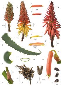 Botanische Tafel Aloe arborescens von Unbekannt