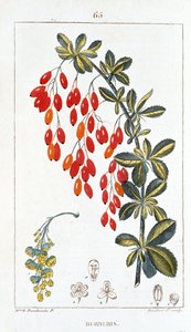 Botanische Tafel/Berberis sp/Berberitze