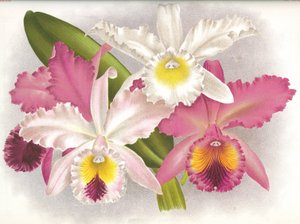 Botanische Tafel/Cattleya labiata/Lindenia