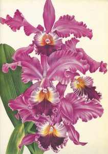 Botanische Tafel/Cattleya labiata var. Perfecta/Lindenia von Unbekannt