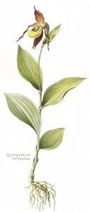 Botanische Tafel / Cypripedium calceolus / Frauenschuh von Unbekannt