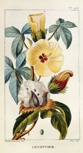 Botanische Tafel/Gossypium sp/Baumwolle von Unbekannt