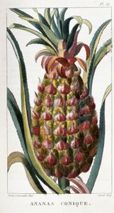 Botanische Tafel/Ananas