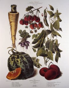 Botanische Tafel/Vilmorin