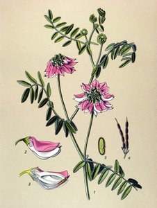 Botanische Tafel, Pflanze: Bunte Kronwicke (Coronilla varia) von Unbekannter Künstler