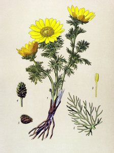 Botanische Tafel. Giftige und Heilpflanze: Frühlings-Adonisröschen (Adonis vernalis) von Unbekannter Künstler