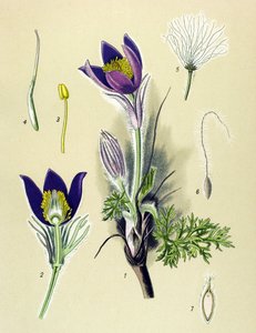 Botanische Tafel, giftige und medizinische Pflanze: Küchenschelle (Anemone pulsatilla, Pulsatilla vulgaris)