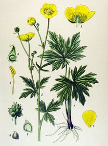 Botanische Tafel. Giftige und Heilpflanze: Scharfer Hahnenfuß (Ranunculus acris)