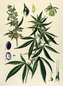 Botanische Tafel. Giftige und Heilpflanze: Hanf (Cannabis sativa) von Unbekannter Künstler