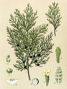 Botanische Tafel. Giftige und Heilpflanze: Sadebaum (Juniperus sabina) von Unbekannter Künstler