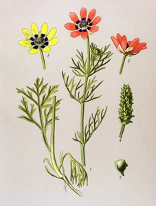Botanische Tafel. Giftige und medizinische Pflanze: Sommer-Adonisröschen (Adonis aestivalis) von Unbekannter Künstler